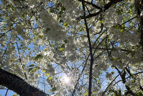White flowering Cherry tree canopy seen from below with sun visible