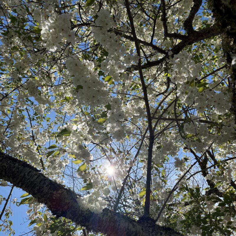 White flowering Cherry tree canopy seen from below with sun visible