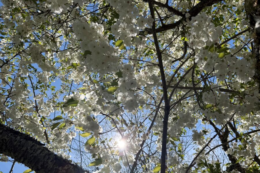 White flowering Cherry tree canopy seen from below with sun visible
