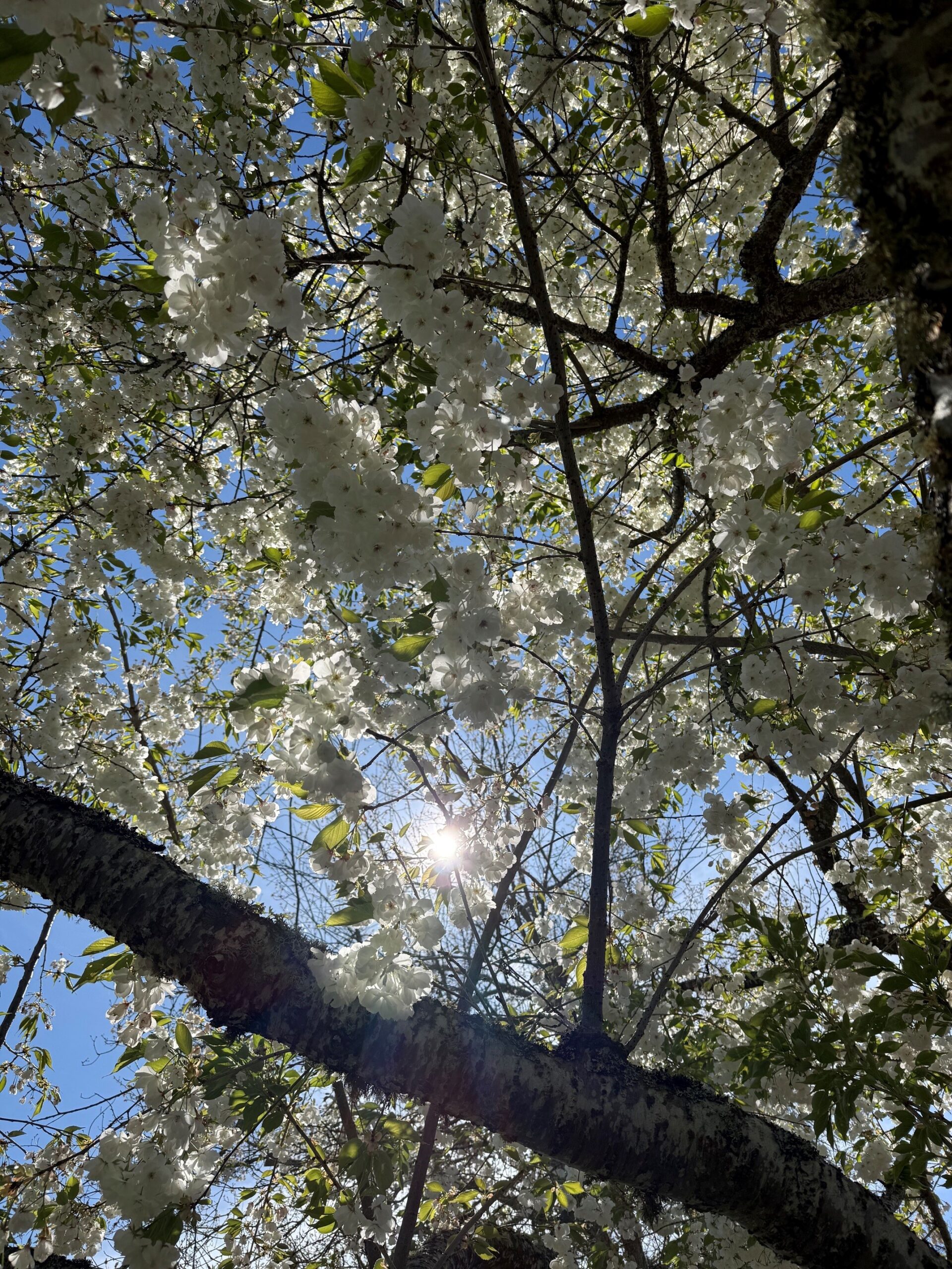 Spring Walk in the Park